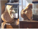 big joeeee