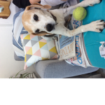 Popes dog squad