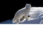 Snow Foxes United!