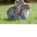 We Adore Animals!!