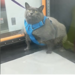 FAT CAT FANCLUB
