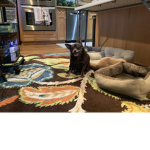 Just dogs no cats