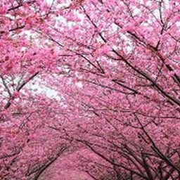 🌸🌲