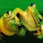 The Frog Pond