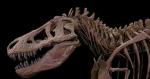 AFKmosking's friend group (Dino)