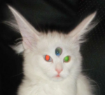 Origin of Eyes