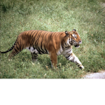 Tiger real fans