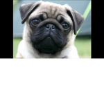 Pug View Correctional Facility