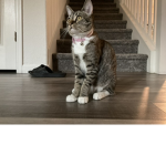 My cat is invincible