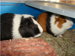 Official Guinea Pig Lovers Group