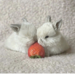 fuzy bunny