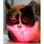 topercats
