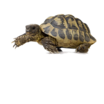 Da original turtle squad