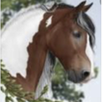 Old Brook Riding Academy