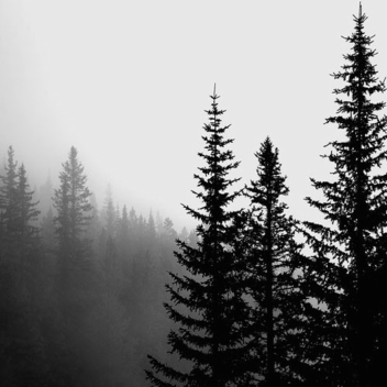 It Hides In The Shadows 2