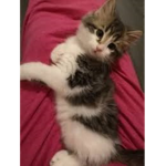 Cats are the best :3
