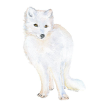 Arctic Fox Love