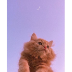 Cats shop