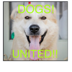 DOGS UNTED!!