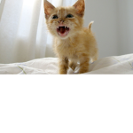 KittyKatMeow