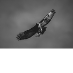 Falcons_11111