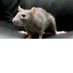ratsquad!