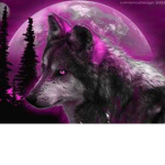 wolfs on dark