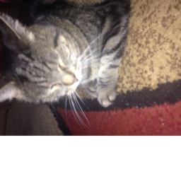 kitty cat fun time