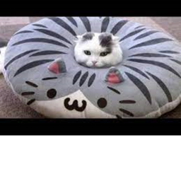 The weird cat thing land (2.O)