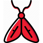 Magnificent Moths