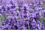 Lavender Paradise
