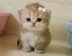 Baby baddy