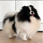 I volpini macchioline