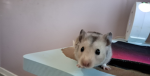 Me and my hamsterr