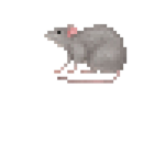 my fellow ratss