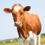 the ##### cows