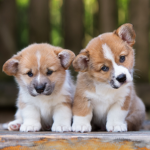 corgi group