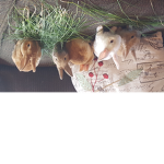 Raps and Bunnies Family