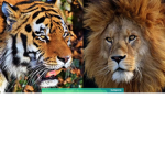 lion x Tiger crian