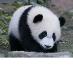 Mighty Panda group