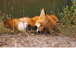 Fox - gang