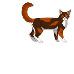 MidnightClan (Warrior Cats)