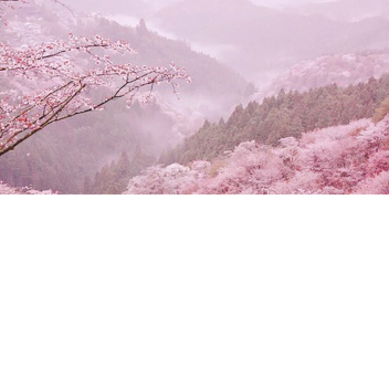 Cherry Blossom Meadow