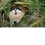 Lemmings