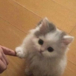 sen likes cats