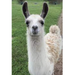 Llama Army +ANIME