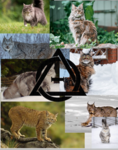 • MoonClan Therians •