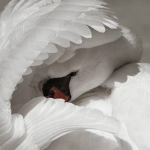 Swan Pals