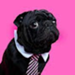 P_OLLY DA PUG