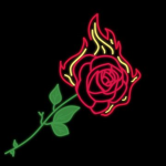 flaming rose